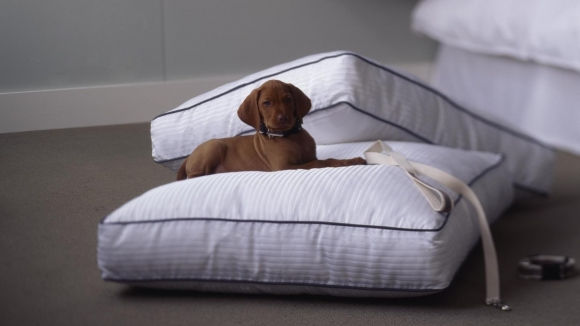 Houston Dog Friendly Hotel The Westin Downtown Houston Dog Friendly Hotel